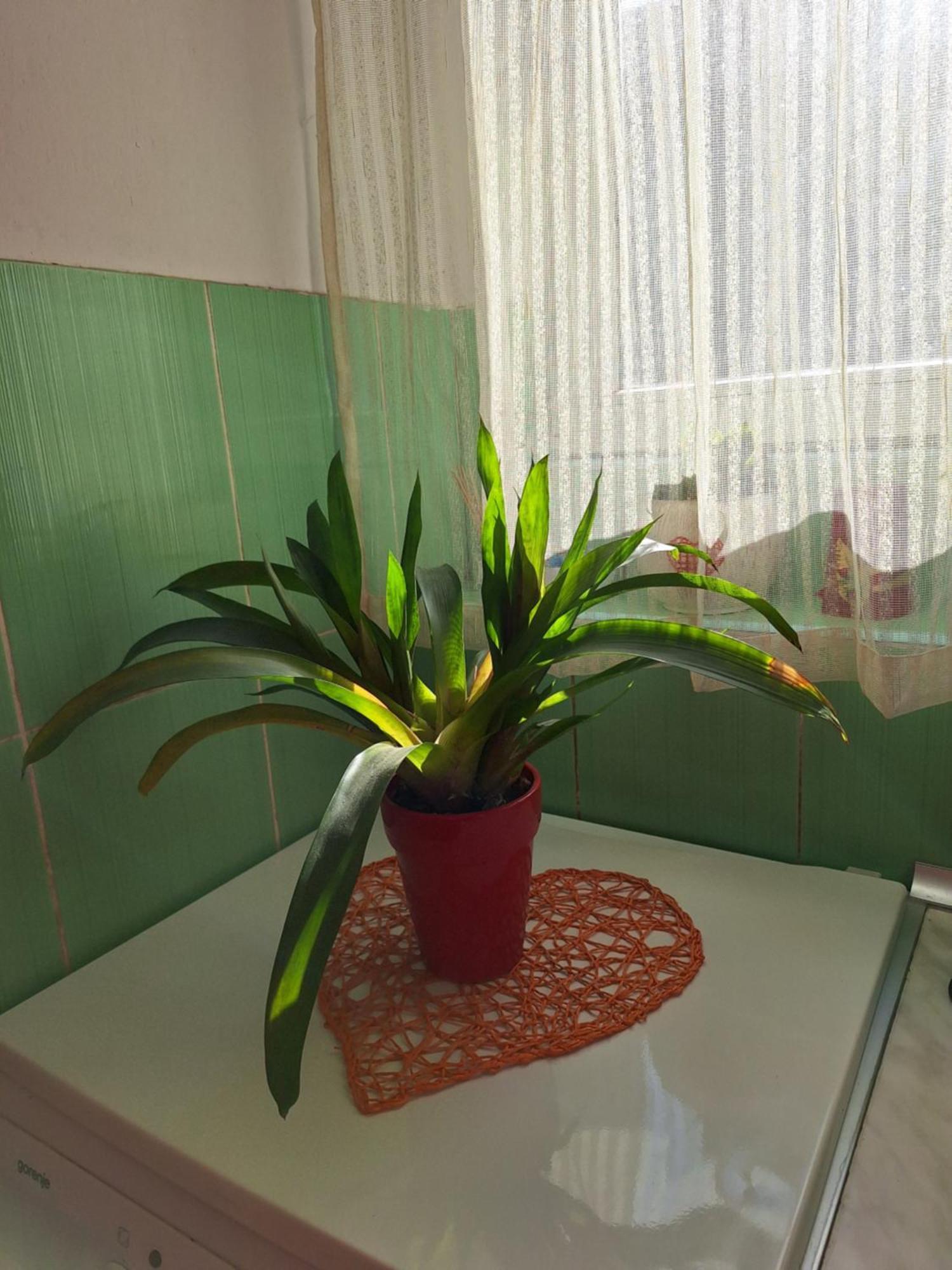 Apartman Maja Belgrad Zewnętrze zdjęcie